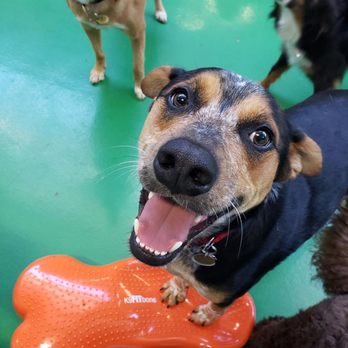 Wag Hotels - Carson - Your dog is one-of-a-kind! That's why we offer individualized care and inclusive programs to fit every dog's needs. - Pet Training Near Me - Carson, California