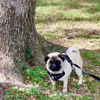 Cutting Edge Pet Clinic - Happy Pug - Veterinarians Near Me - Boerne, Texas