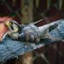 Photo of Carolina Raptor Center