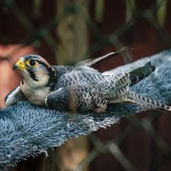 Carolina Raptor Center