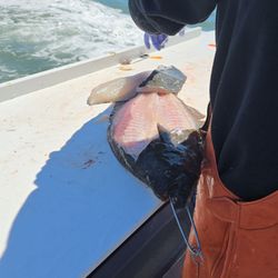 Blue Runner Sportfishing