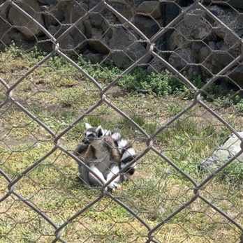 Parque Safari - Ringtail lemur - Zoos Near Me - Rancagua, LI