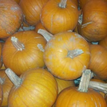 Big Wave Dave's Pumpkin Patch - Pumpkins! - Home & Garden Near Me - Ventura, California Big Wave Dave's Pumpkin Patch - Pumpkins! - Home & Garden Near Me - Ventura, California