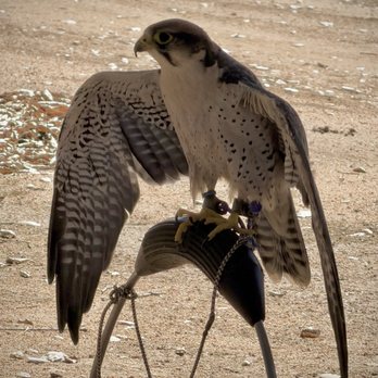 Sky Falconry - Lanner Falcon - Specialty Schools Near Me - Alpine, California Sky Falconry - Lanner Falcon - Specialty Schools Near Me - Alpine, California