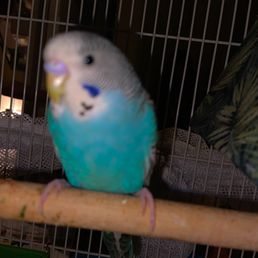 I bought this bird while shopping at PetSmart I bought this bird while shopping at PetSmart