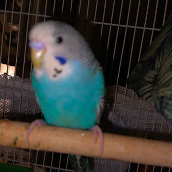 PetSmart Grooming - I bought this bird while shopping at PetSmart - Pet Training Near Me - Watchung, New Jersey PetSmart Grooming - I bought this bird while shopping at PetSmart - Pet Training Near Me - Watchung, New Jersey