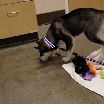 Seattle Humane - Animal Shelters Near Me - Bellevue, Washington Seattle Humane - Animal Shelters Near Me - Bellevue, Washington