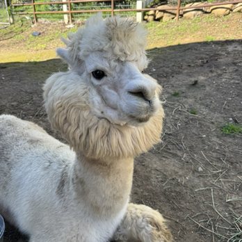 Canzelle Alpacas - Alpaca - Farms Near Me - Carpinteria, California Canzelle Alpacas - Alpaca - Farms Near Me - Carpinteria, California
