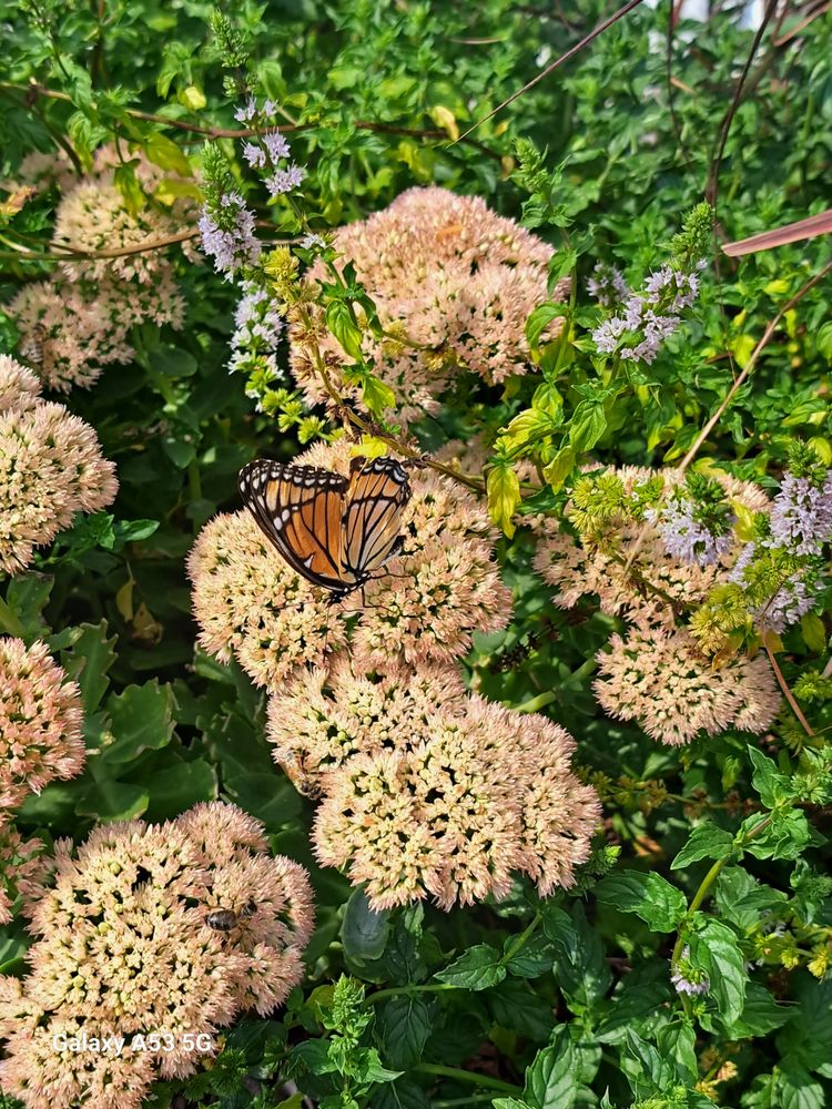 Wellness by Good Natured Living - grief counselor in Noblesville, IN