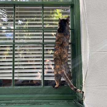 Ernest Hemingway Home  - Cat - Museums Near Me - Key West, Florida