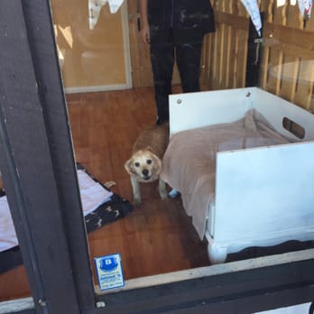 Seashore Pet Spa - Yay! I had a great time with my friends at Seashore! - Pet Groomers Near Me - San Clemente, California Seashore Pet Spa - Yay! I had a great time with my friends at Seashore! - Pet Groomers Near Me - San Clemente, California