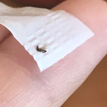 Le Pho - FLIES IN PHO - Vietnamese Near Me - Berkeley, California