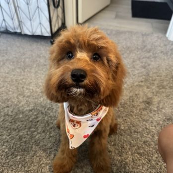 Heights Grooming - Pet Groomers Near Me - Houston, Texas