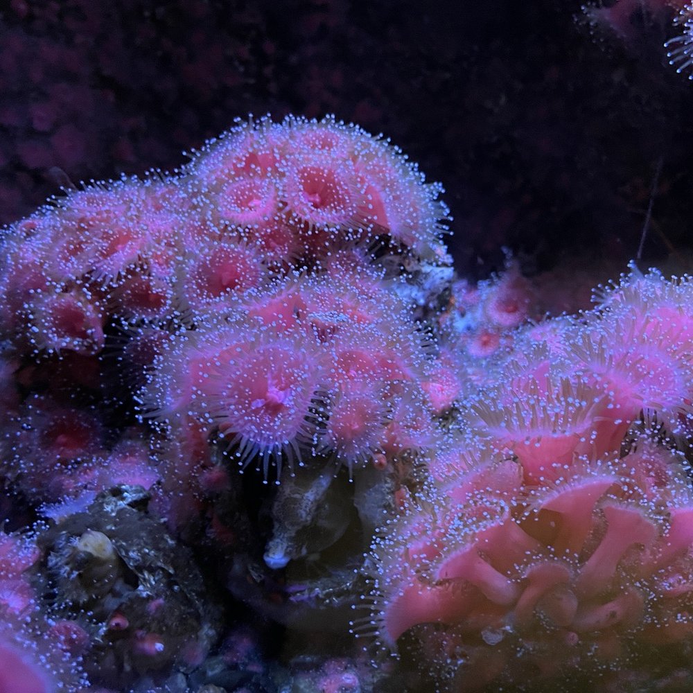 Seattle Aquarium - Aquariums Near Me - Seattle, Washington Seattle Aquarium - Aquariums Near Me - Seattle, Washington