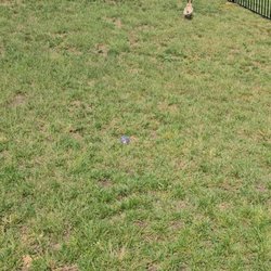 Fence Experts Stl