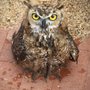 Tucson Wildlife Center