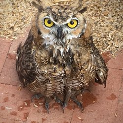Tucson Wildlife Center