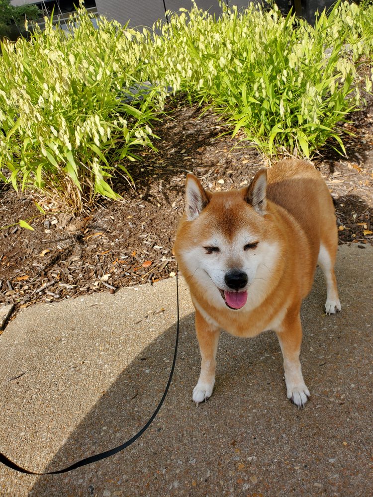 Barks & Rec ATX - pet boarding facility in Austin, TX