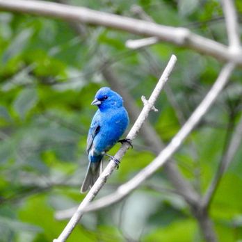 Briar Hill Park - Indigo Bunting - Parks Near Me - Crestwood, Kentucky Briar Hill Park - Indigo Bunting - Parks Near Me - Crestwood, Kentucky
