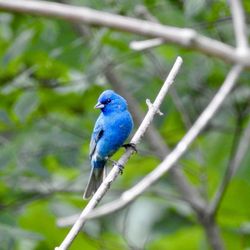Briar Hill Park - Indigo Bunting