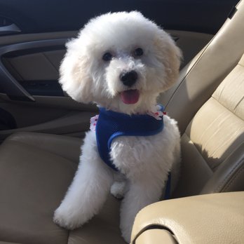 Spa La Paws - Pet Groomers Near Me - Spring, Texas Spa La Paws - Pet Groomers Near Me - Spring, Texas