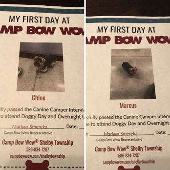 Camp Bow Wow - Camp Bow Wow Visit - Pet Groomers Near Me - Shelby Township, Michigan Camp Bow Wow - Camp Bow Wow Visit - Pet Groomers Near Me - Shelby Township, Michigan