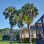 Photo of Native Tree Services