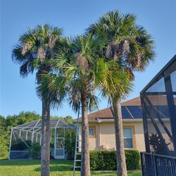 Native Tree Services