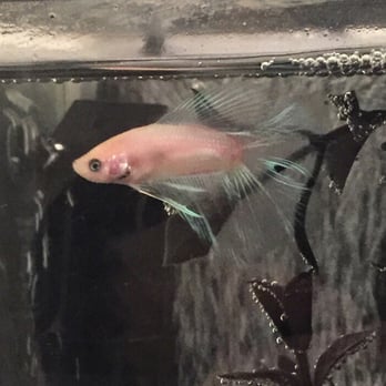 PetSmart - My betta, George Washington, who I purchased here. - Pet Stores Near Me - Dublin, California