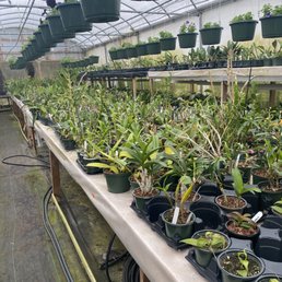 Orchids 6 greenhouses