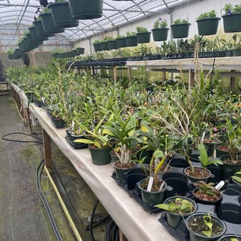 Rainbeau Orchids - Orchids 6 greenhouses - Nurseries & Gardening Near Me - Alpharetta, Georgia