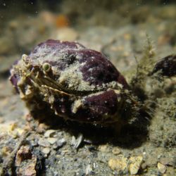 Sirena Scuba Certification - Hi!  Purple is my favorite color.