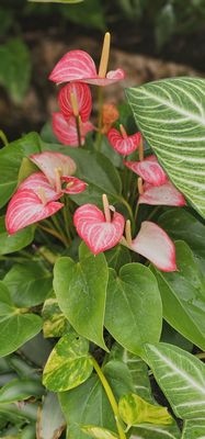 Anna Scripps Whitcomb Conservatory by null