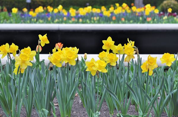 The Ewing and Muriel Kauffman Memorial Garden by null
