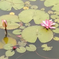 Jasmine Mah - Organic Therapy Clinic - Water and Health