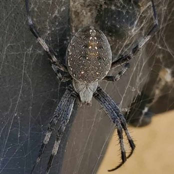 West Coast Pest Pros - Orb weaver spider. - Pest Control Near Me West Coast Pest Pros - Orb weaver spider. - Pest Control Near Me