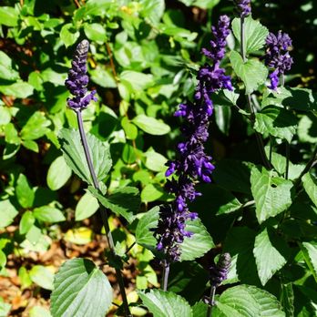 Filoli - Botanical Gardens Near Me - Woodside, California