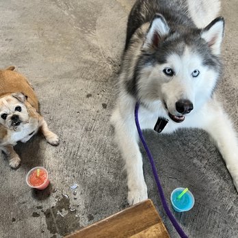 Nothing's Left Brewing - My pups enjoying their drinks(JK) - Breweries Near Me - Tulsa, Oklahoma