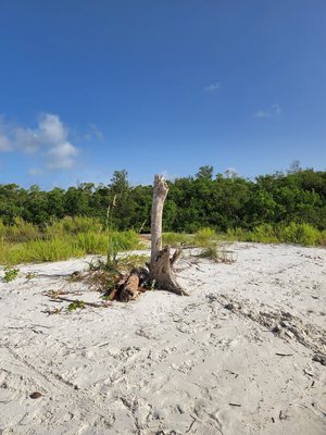 Private 10,000 Islands Eco Tour - call for more info Private 10,000 Islands Eco Tour - call for more info