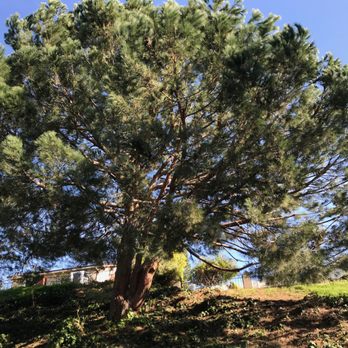 Environmental Green Tree Care - Lots of sunlight coming through. - Tree Services Near Me