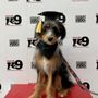 Photo of Nashville K-9