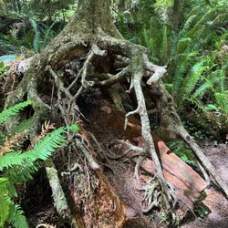 Simpson Reed Grove Trail - how did this happen?