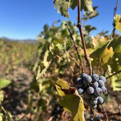 Inglenook - Vineyards