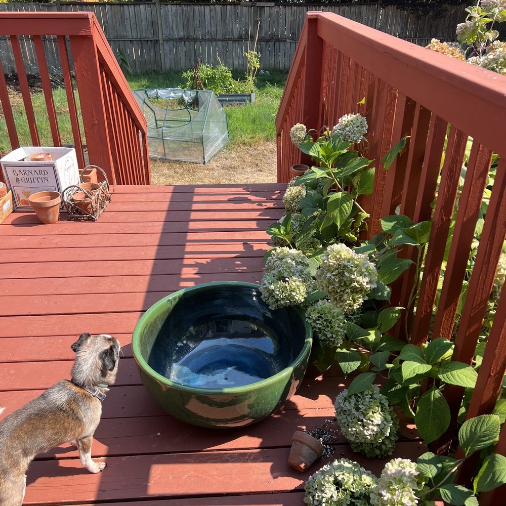 I bought this beautiful bowl a little less than $100 I bought this beautiful bowl a little less than $100
