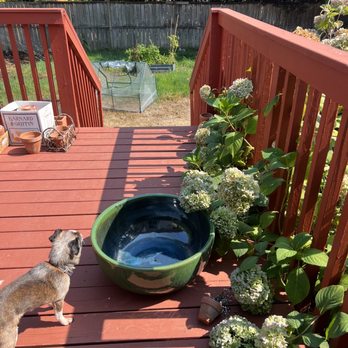 Barone Garden - I bought this beautiful bowl a little less than $100 - Nurseries & Gardening Near Me - Renton, Washington