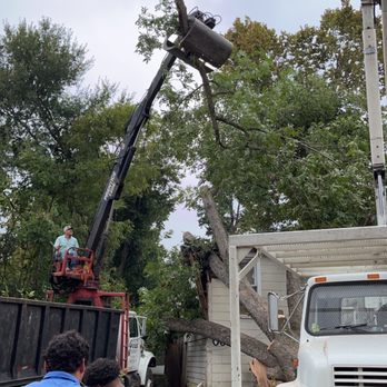 Porras Tree Service - Tree Services Near Me - Palestine, Texas Porras Tree Service - Tree Services Near Me - Palestine, Texas