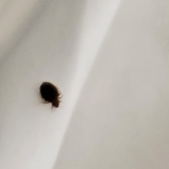 Hôtel Mercure Paris Centre Tour Eiffel - Bed Bug in this hotel room bed. - Hotels Near Me - Paris, 75 Hôtel Mercure Paris Centre Tour Eiffel - Bed Bug in this hotel room bed. - Hotels Near Me - Paris, 75