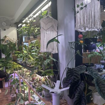 The Plant Sitter - Nurseries & Gardening Near Me - San Jose, California The Plant Sitter - Nurseries & Gardening Near Me - San Jose, California