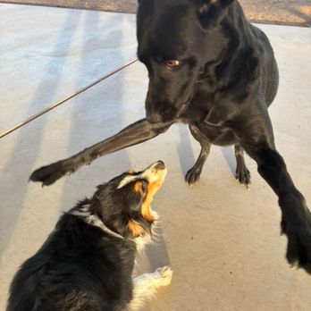 Pet Bnd - Wrestling! - Pet Boarding Near Me - Albuquerque, New Mexico