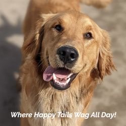 Play and Stay Dog Lounge